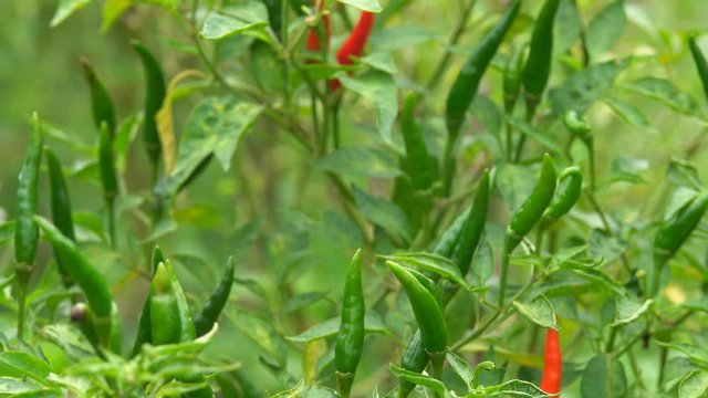 Close up of Thai hot chilli getting ripe on its tree in organic farm