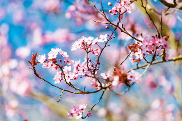 Beautiful cherry blossom sakura