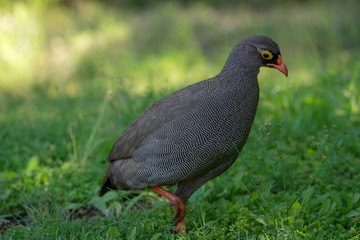 Perlhuhn in Namibia Waterberg