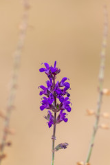Betörend duftender Lavendel lädt Bienen und andere Insekten zur Bestäubung ein