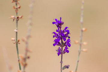Betörend duftender Lavendel lädt Bienen und andere Insekten zur Bestäubung ein