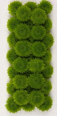 flor verde