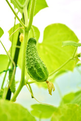 Young fresh organic cucumber growing in garden