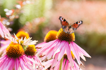 Colorful  peacock butterfly on a purple coneflower echinacea on a sunny day.