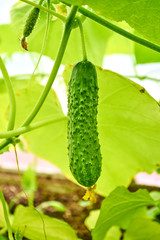 Young fresh organic cucumber growing in garden