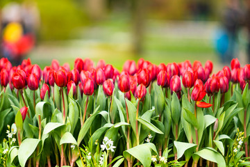 colorful tulips flowering on background
