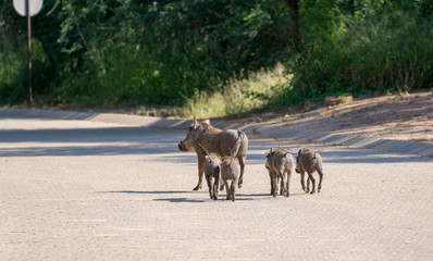 Wildschwein Rotte in Namibia