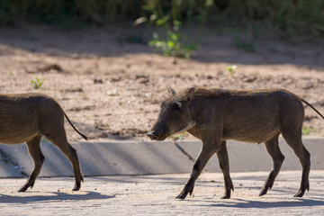 Fototapeta premium Wildschwein Rotte in Namibia