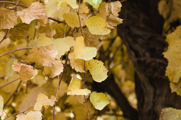 Yellow leaves from a tree in autumn
