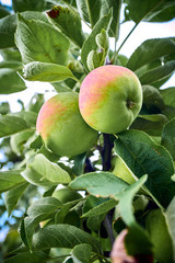 apples on the tree. Organic apples