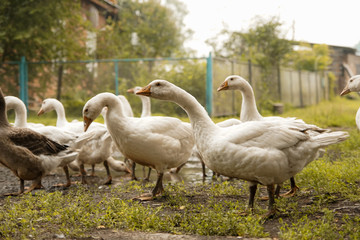 geese go to the watering hole
