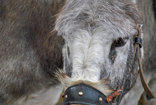 detail of the eye of a donky at a fair