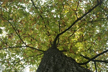Arbre