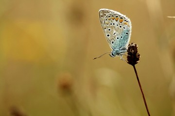 Macro