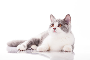 Small gray kitten isolated on white background