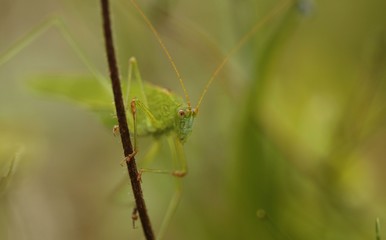 Macro