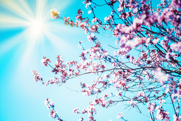 cherry blossom sakura in spring time over blue sky