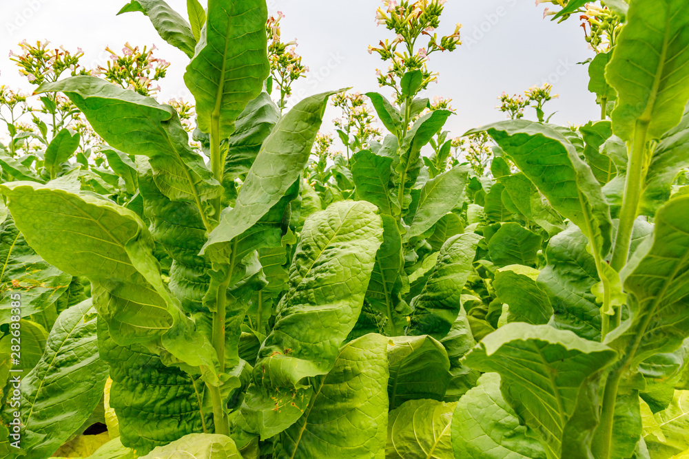 Wall mural Green Tobacco leaves and pink flowers.  Blooming tobacco field. Flowering tobacco plants on tobacco field background, Germany.  Tobacco big leaf crops growing in tobacco plantation field