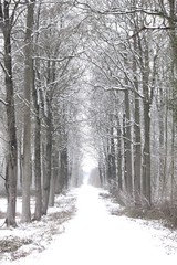 Foret enneig&eacute;e