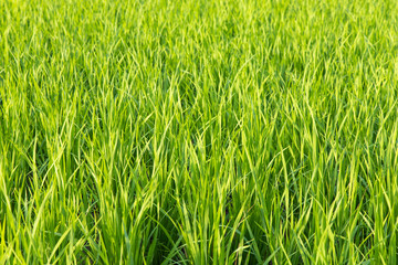 Green rice field with sunlight in the morning.