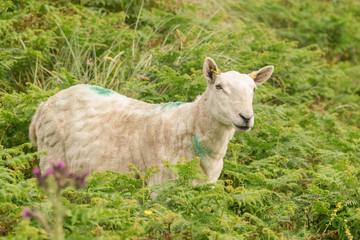 Pecora di allevamento