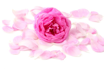 pink rose petals with pink rose flower head isolated on white background