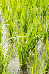 Young rice sprout growing in the rice field.