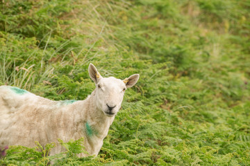 Obraz premium Pecora di allevamento