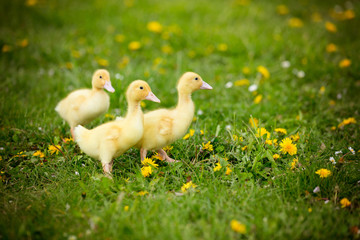 Three little ducklings in a spring park in a nest