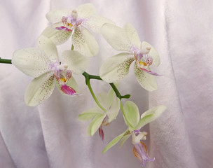 ramo di orchidea su sfondo bianco © tiziana