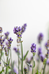 Lavender  flowers close up
