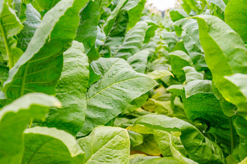 Green Tobacco leaves and pink flowers.  Blooming tobacco field. Flowering tobacco plants on tobacco field background, Germany.  Tobacco big leaf crops growing in tobacco plantation field