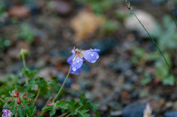 Geranium, the purple cranesbill, is a species of hardy flowering herbaceous perennial plant in the...