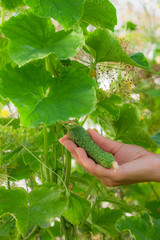 a cucumber ripened in a greenhouse, a female hand picks a vegetable, harvest,..
