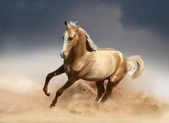 golden akhal-teke horse running in desert