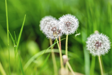 Beautiful white fluffy dandelion flowers among green grass meadow with blurred backgdrop. Summer or autumn nature bright natural background