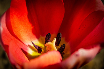 tulipano rosso dettaglio sui pistilli