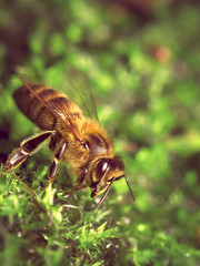 bee in nature drinking on moss