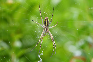 Wasp spider Wildlife macro on the green grass hunting