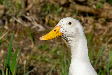 Mucky ducks. Portrait of white ducks with swamp mud around beaks