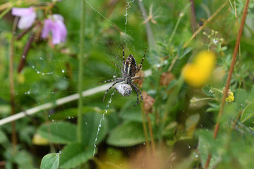 wasp Spider on hunting bug insects on his web macro photo