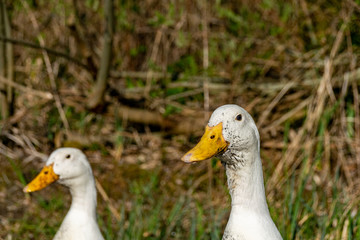 Mucky ducks. Portrait of white ducks with swamp mud around beaks