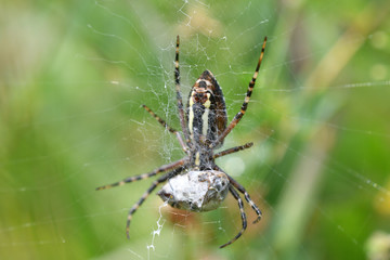 wasp Spider on hunting bug insects on his web macro photo