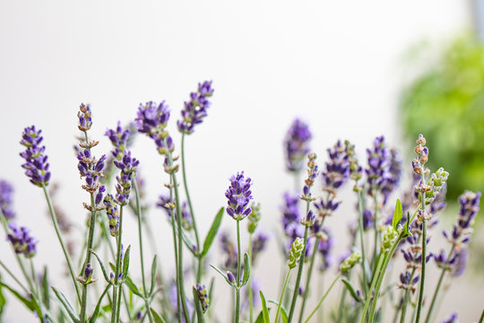 Lavender flowers close up © babaroga