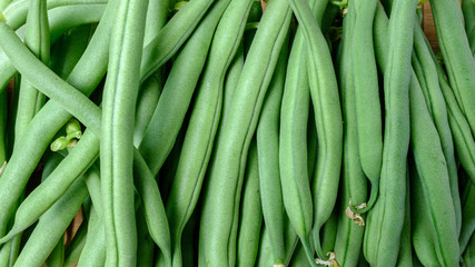 Green string beans, freshly picked from the garden in the springtime