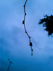 fly is sitting on a branch of tree