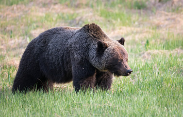 Grizzly bear in th ewild