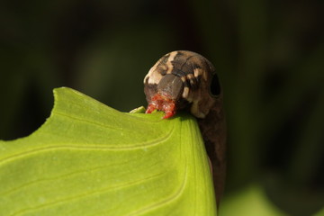 Close up of the head of brown caterpillar or larvae of the Striped Hawk Moth, Hippotion eson.