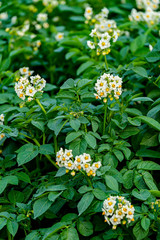 Flowering potatoes growing in a field in rural Prince Edward Island, Canada.