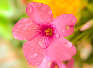 Obraz premium macro di fiore di acetosella con gocce d'acqua